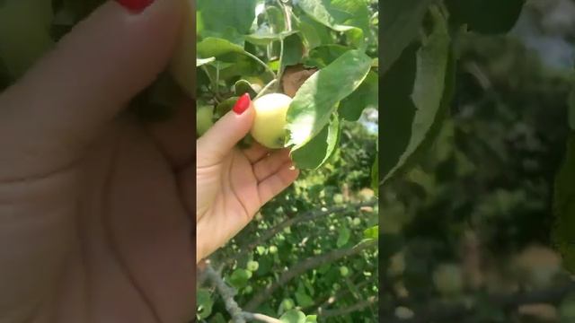 УЖЕ ЯБЛОКИ СОБИРАЕМ ! Белый налив #яблоки #урожай #сад смотреть онлайн