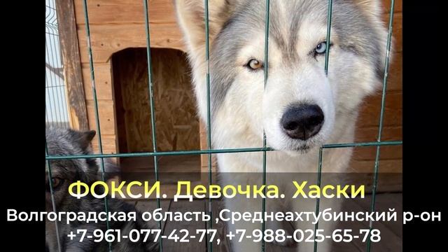 Пропала собака ! ФОКСИ , Хаски , Волгоградская область , Среднеахтубинский р-он смотреть онлайн