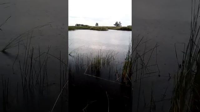 Охота-Рыбалка в Алтайском крае смотреть онлайн