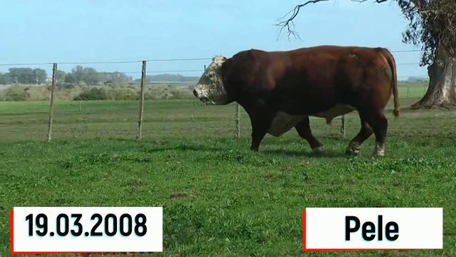 Simmental Va Angus Zotli Yirik Buqalar Симментал ва Ангус зотли йирик буқалар