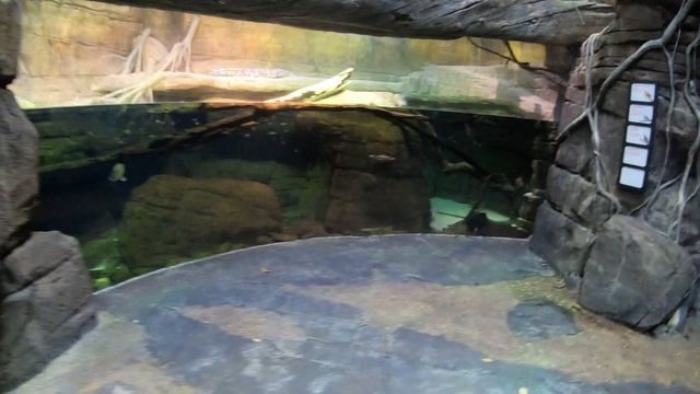 Национальный Аквариум в Балтиморе, рыбы брызгуны смотреть онлайн