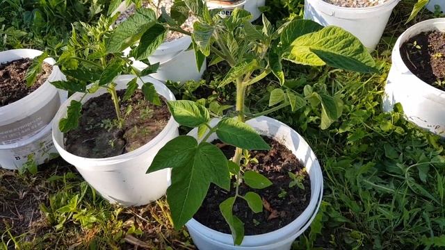 Поливаем томаты фитоспорином.