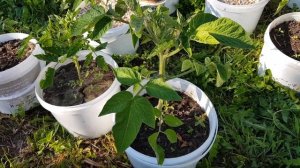 Поливаем томаты фитоспорином.