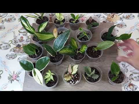 Обновление моей коллекции цветов. Не о вязании смотреть онлайн