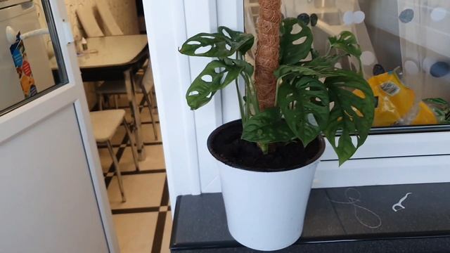 VLOG 07.05.2022 г Домашние хлопоты/ Сырный суп с вермишелью/ Комнатные растения/ Жизнь продолжается