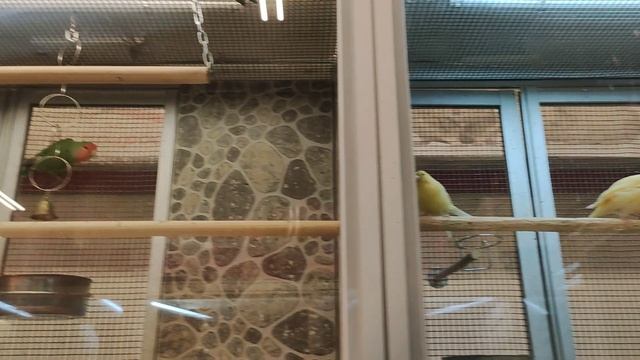 Птички в клетке. Моему коту заходит это видео