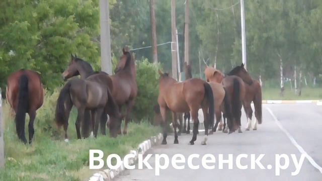 Сбежали ребята смотреть онлайн