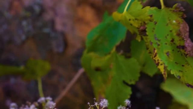 Fall via Macro. Осень через макро объектив. смотреть онлайн