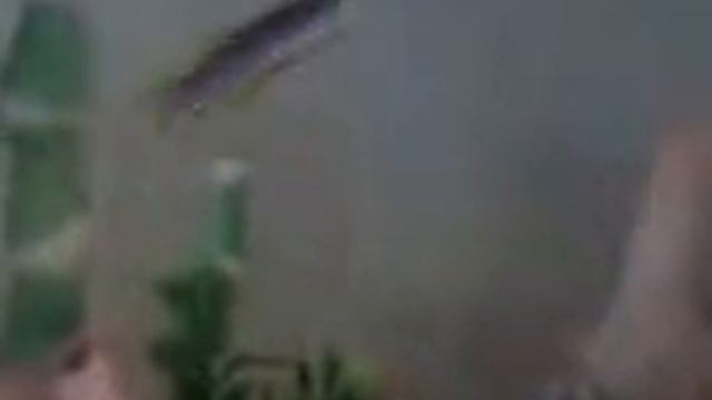 Mes poissons, Des Brachydanio rerio... смотреть онлайн