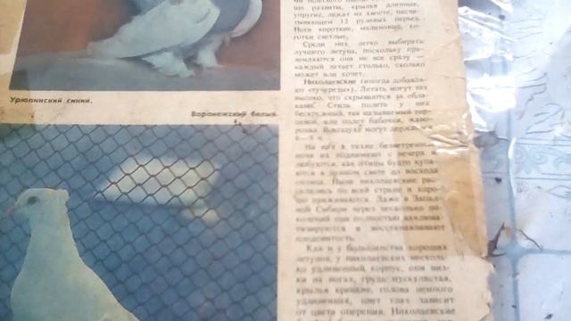 Николаевские голуби,размышление о николаевских голубях !!! смотреть онлайн