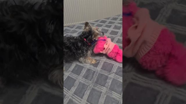 Ева Йорк розірвала Кісі Місі🐾🤨 смотреть онлайн