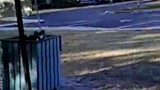 Crazy-Ass Squirrel