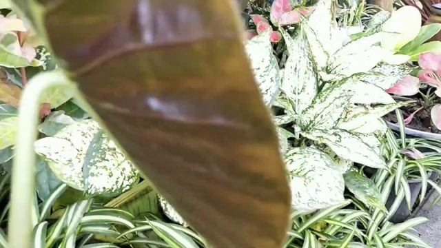 บอนดำสตูล/Alocasia Black Satun