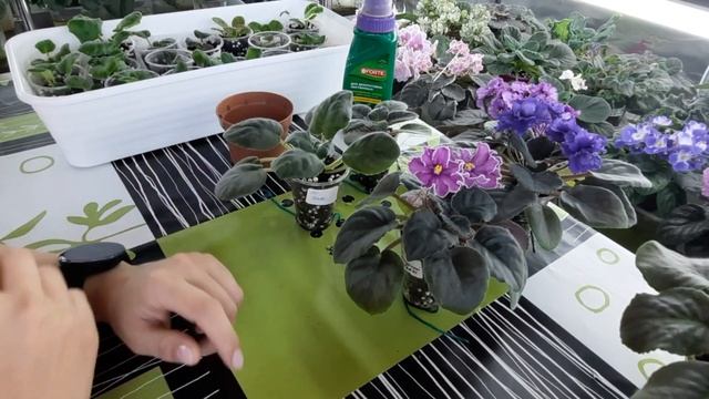Как вырастить ЗДОРОВЫХ деток фиалки. Как подкармливать, пересаживать, ставить на фитиль детки фиалк