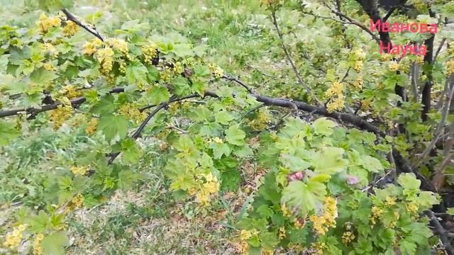 Немедленно сделайте это, чтобы не потерять урожай. смотреть онлайн