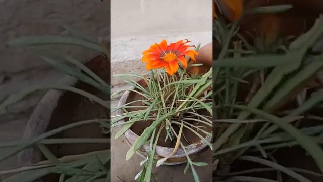 how to collect seeds os gazania смотреть онлайн