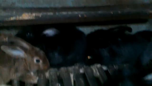 Кролики 1,5 месяца смотреть онлайн