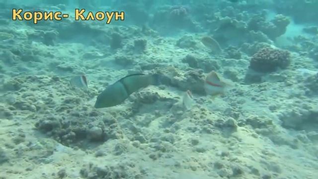 AL NABILA GRAND MAKADI RESORT Подводный Мир смотреть онлайн