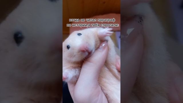 (Мой Шлёпа❤️❤️❤️)#мем#мемчик#хомячок смотреть онлайн