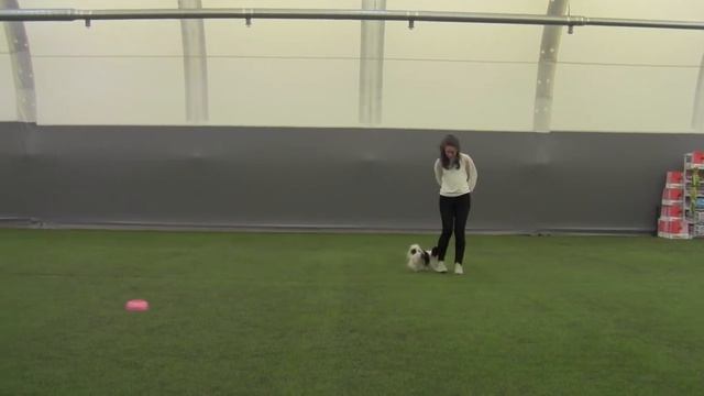 Новички - Скудутис Алена и Континентальный той-спаниель (папийон) Olvistar Beautiful Bella смотреть онлайн