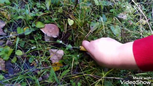 МНОГО ГРИБОВ. Березники. Пермский край. 3 августа 2021 смотреть онлайн