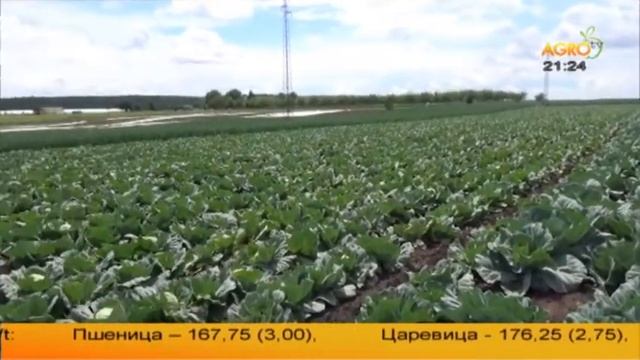 Отглеждане на броколи в с. Сливо поле смотреть онлайн