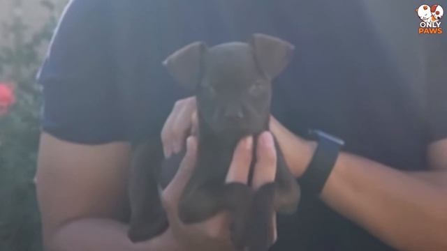 Ein streunender Welpe folgte einem Polizeibeamten, und was dann geschah, ist unglaublich смотреть онлайн