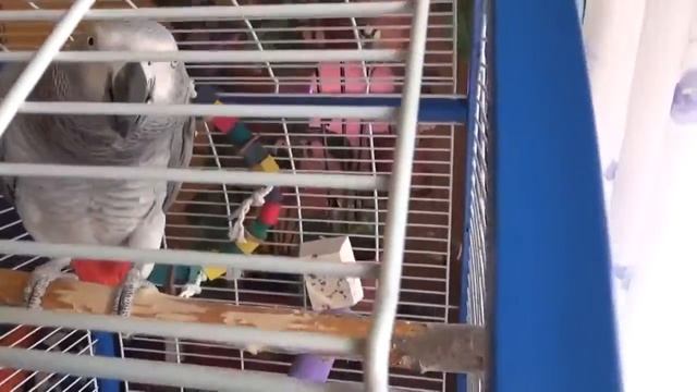 Попугай Жако - Лелик рычит как зверь. Прошло две недели -Jacquot parrot смотреть онлайн