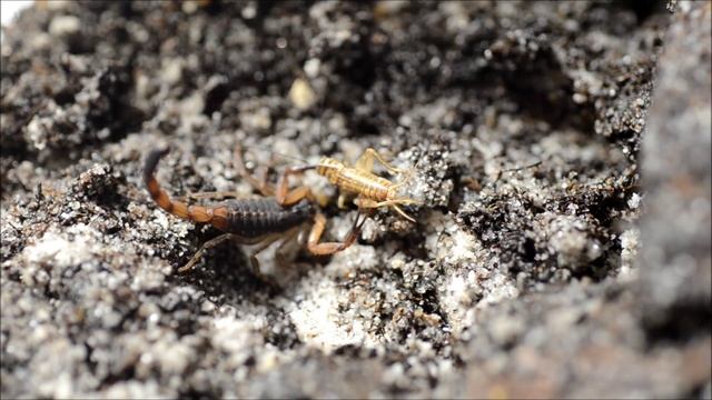 Centruroides bicolor . смотреть онлайн