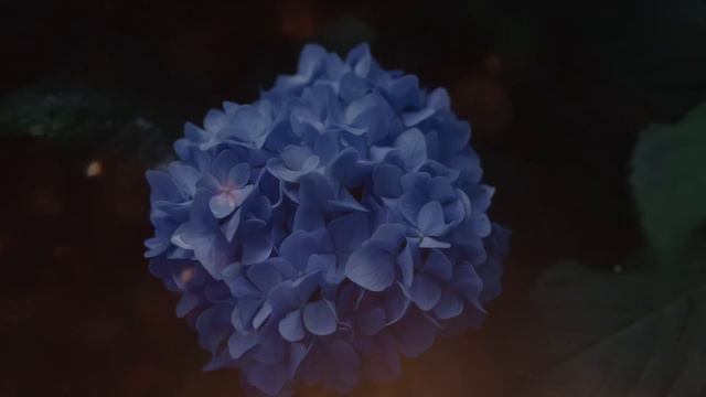 THE FAIRY GARDEN | 1 HR Cottage Bedtime Story for Grown Ups (asmr, relaxing female voice) смотреть онлайн