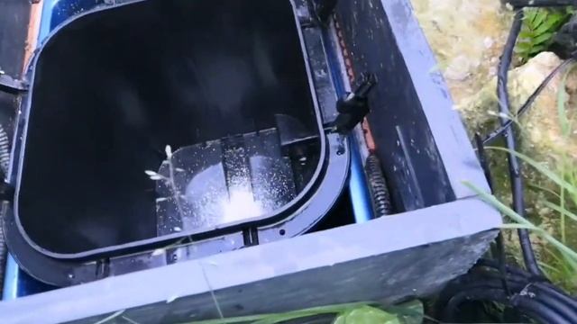 Стартовые бактерии для пруда Biobird Starten Bakterien. Моем фильтр Pondtech 955. Рогоз