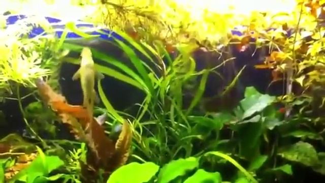 Аквариумные рыбы Акулий балу Акулий бала Balantiocheilus Melanopterus Low — смотрите забавные видео смотреть онлайн