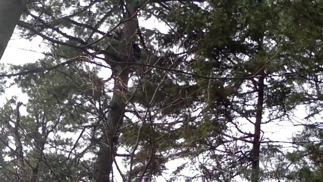 Охота с собаками на гималайского медведя,часть 1-я. смотреть онлайн