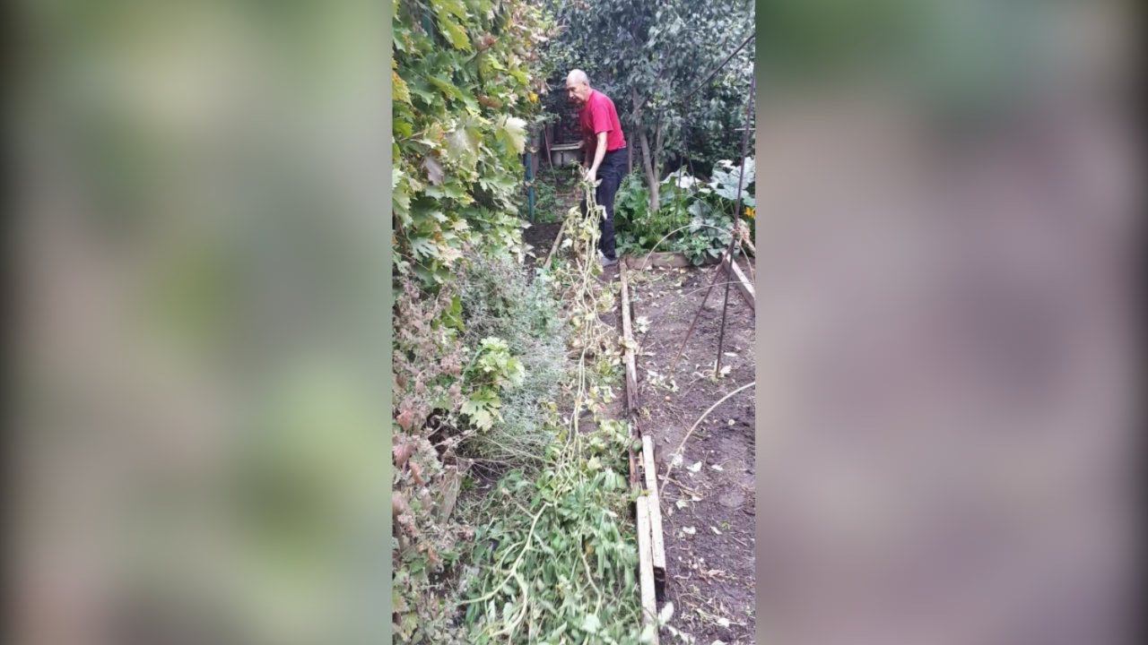 ТОМАТЫ безрассадные ОТКРЫТОГО ГРУНТА Сорт Пузата Хата вырастает выше 3-х метров смотреть онлайн