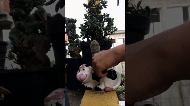 Montando ARRANJO simples com 5 CACTOS colunares diferentes + Mammillaria Matudae no vaso de vaquinh смотреть онлайн