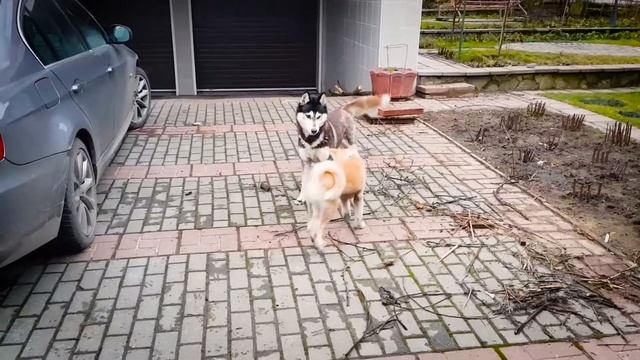 Щенок акиты напал на взрослую хаски, смотри что из этого вышло..! смотреть онлайн