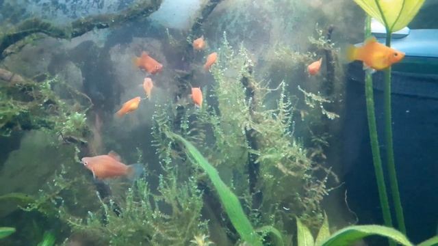 Мой опыт обработки аквариума от паразитов. Не лёгкая победа. смотреть онлайн