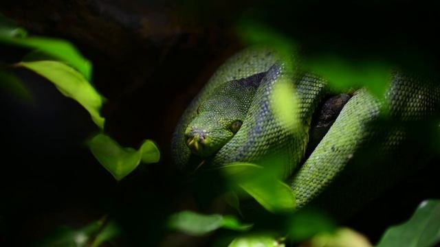 Green Python. Зеленый Питон смотреть онлайн