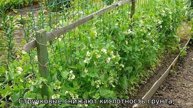 С чем сажать рядом бобы смотреть онлайн