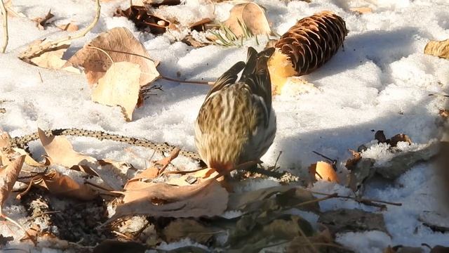 Обыкновенная чечетка смотреть онлайн