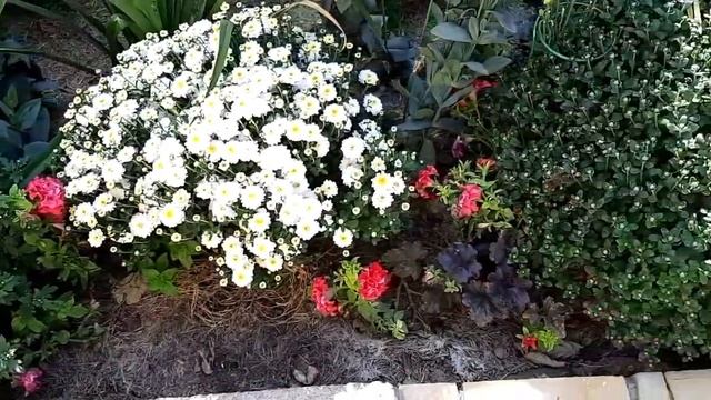 КЛУМБА НЕПРЕРЫВНОГО ЦВЕТЕНИЯ В МОЕМ САДУ смотреть онлайн