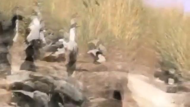 The breeding life of the rockhopper penguins, Falkland Islands.m4v смотреть онлайн