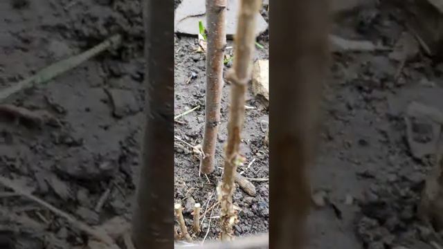 Мой самый первый куст гортензии смотреть онлайн