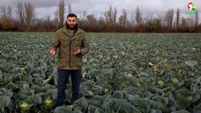 Капуста Грин Бой F1 - Отличный урожай, японское качество! смотреть онлайн