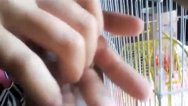 Это было ещё месяц назад) первый раз держала песчанок! Мои эмоции) смотреть онлайн