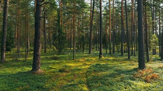? Звуки природы, пение птиц, Звуки Леса, для релаксации, сна, Медитации, Relax 8 часов смотреть онлайн