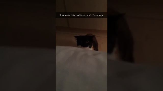 Psycho cat on the loose смотреть онлайн