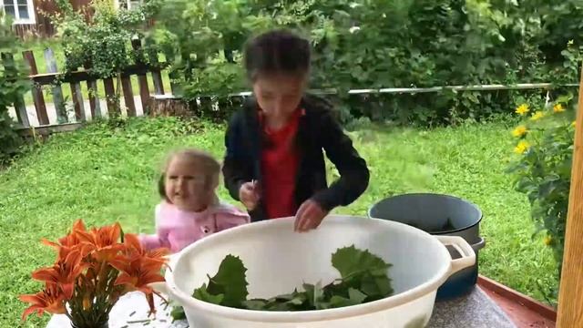 Самый быстрый и лёгкий способ заготовки виноградных листьев на зиму смотреть онлайн