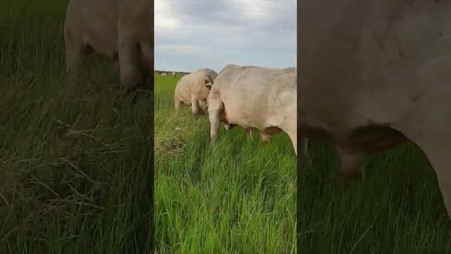 Бычки Шоролей смотреть онлайн