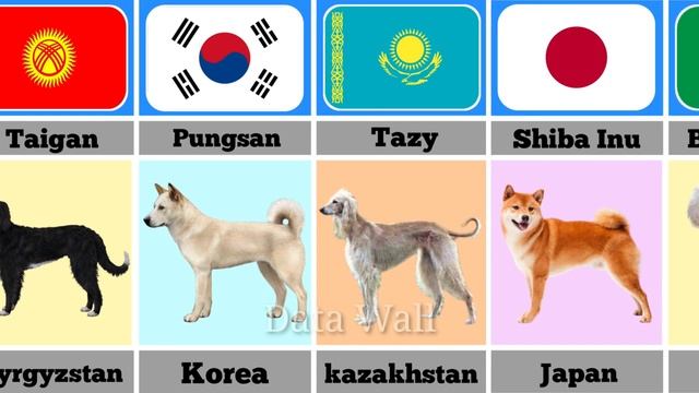 Dog From Different Countries | Top Dog Breeds | Different Types Of Dogs #breeding #dog #pitbull#top смотреть онлайн